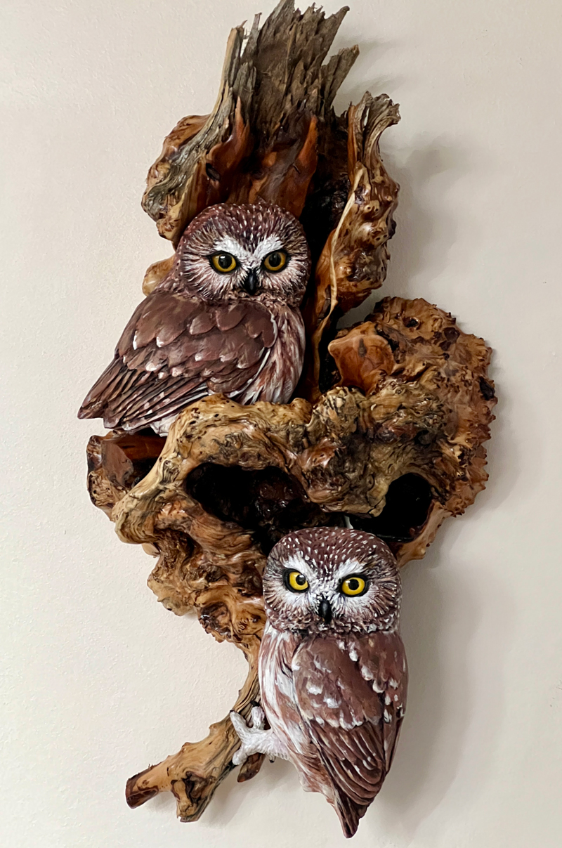 pygmy owl in cedar root frame