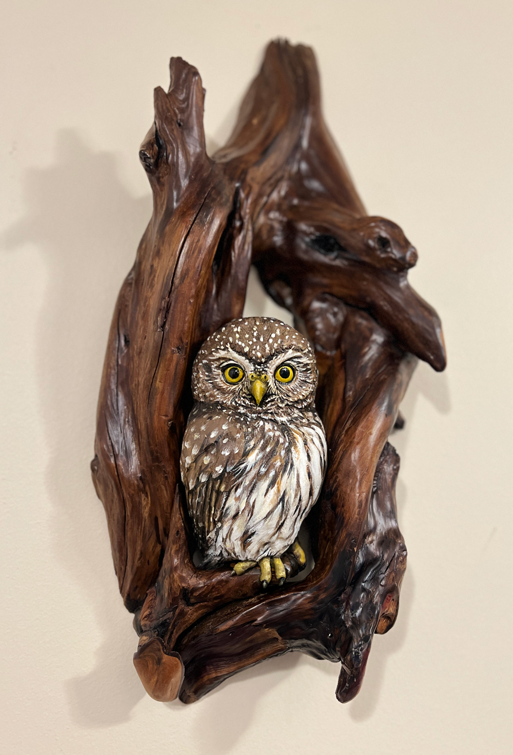 pygmy owl in cedar root frame
