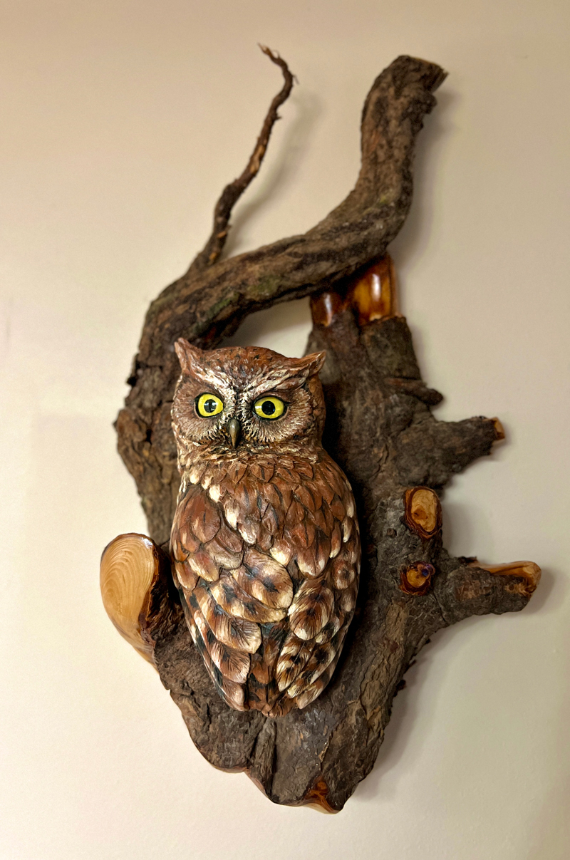pygmy owl in cedar root frame